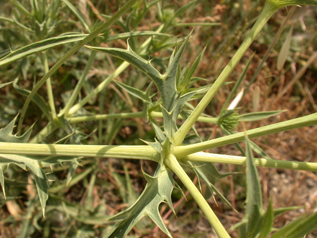Fiore N�5 ... - Eryngium sp.